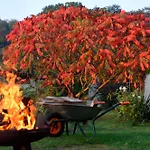 Scheunenloft Usedom-4, Grosszuegige Familienoase, Hunde-freundlich Mit Riesigem Garten
