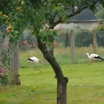 Scheunenloft Usedom-4, Grosszuegige Familienoase, Hunde-freundlich Mit Riesigem Garten Appartement