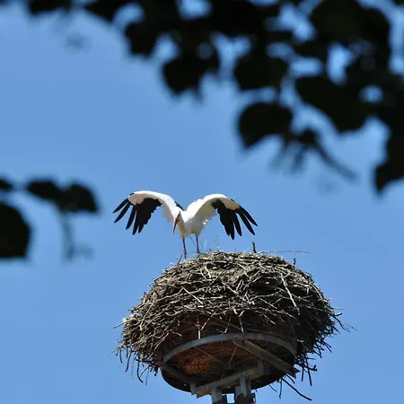 Scheunenloft Usedom -4- Familienoase Bis 15 Pax Spacious Big Garden Dog-friendly - Silyvi Homes Apartment *