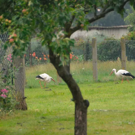 Scheunenloft Usedom -4- Familienoase Bis 15 Pax Spacious Big Garden Dog-friendly - Silyvi Homes Apartment